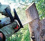 Reliable Aberdeen Proving Ground, MD Tree Removal Solutions