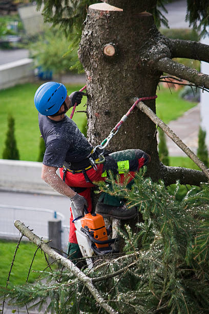 Best Arborist Consultation Services  in Aberdeen Proving Ground, MD